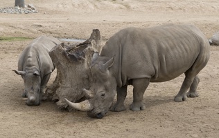402-4055 Safari Park - Rhinos